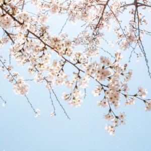 全国の桜を撮影する♪桜ドローンプロジェクトがついに完結!