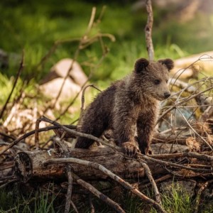 クマの捜索はドローンで決まり!未然に防げる熊被害